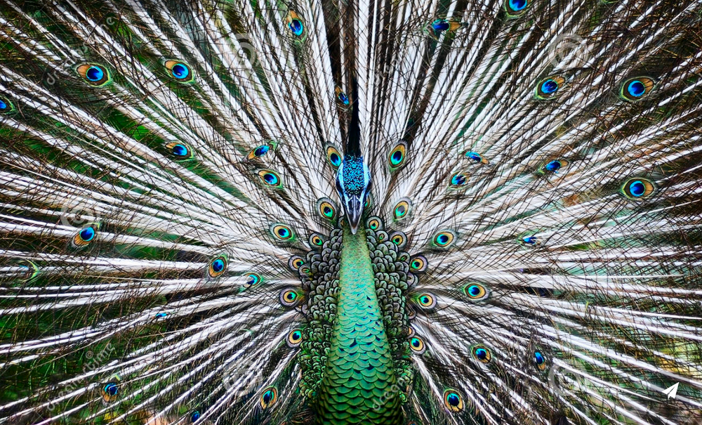 THE PEACOCK