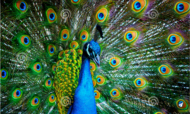 Blue Peacock
