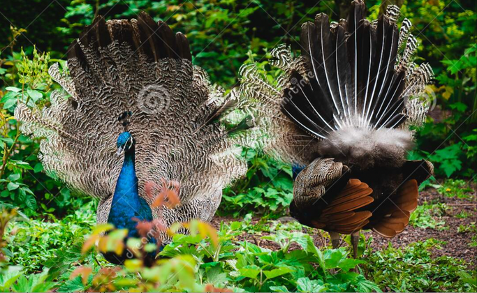 Congo Peacock